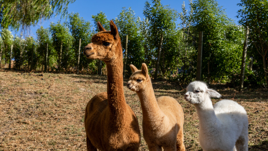 Our alpacas.