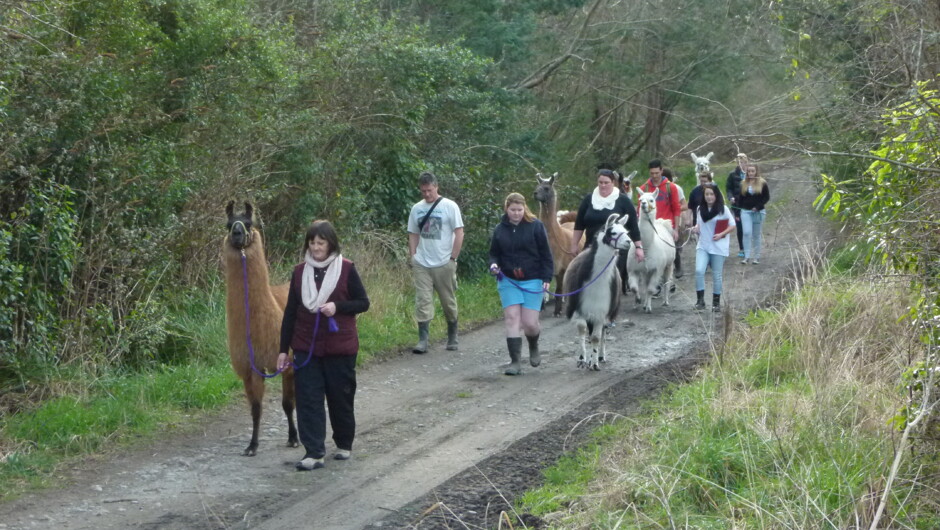 Kowhai River Valley Trek - Kaikoura Llama Trekking