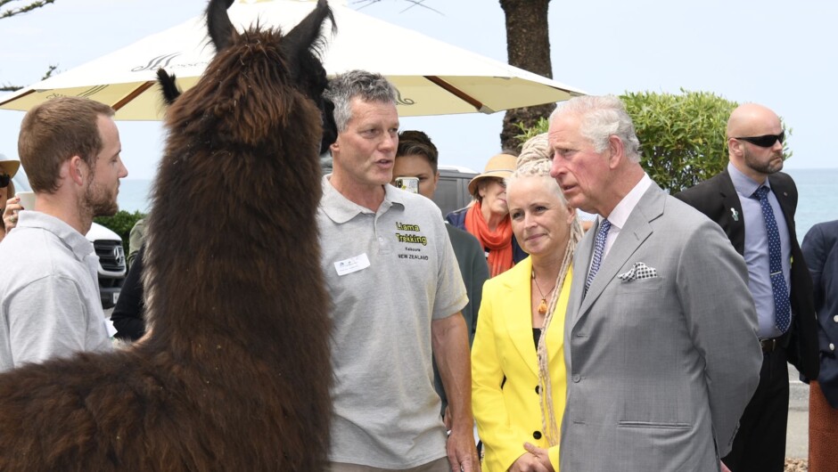 King Charles meeting Max (Llama) on a recent visit to Kaikoura Llama Trekking