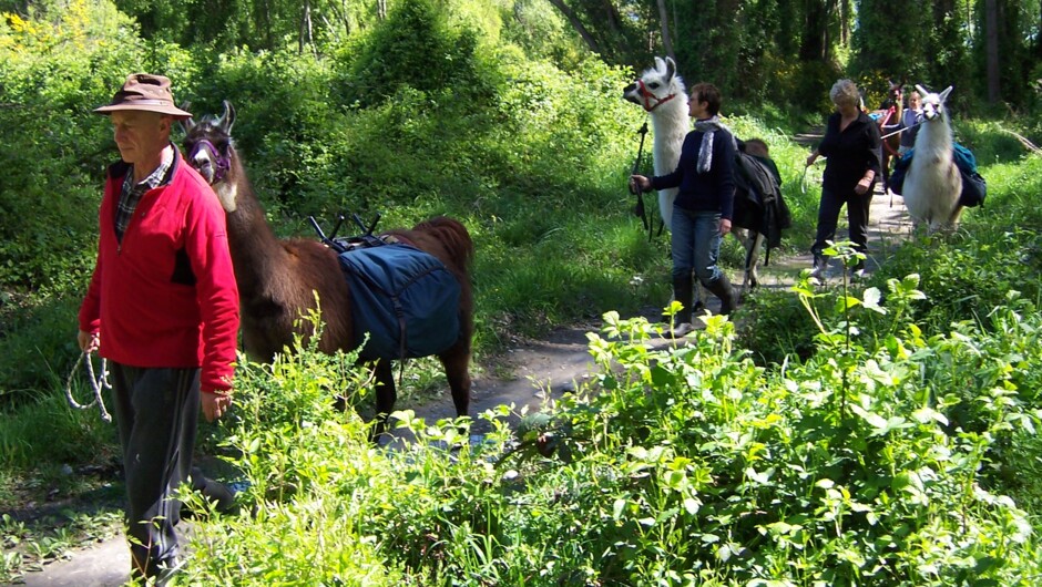 Woodland Walking - Taster Llama Trek - Kaikoura Llama Trekking