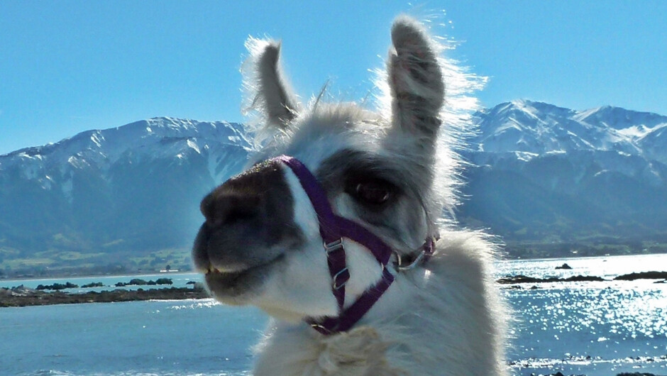 Half-day Coastal Llama Trek with spectacular mountain backdrop