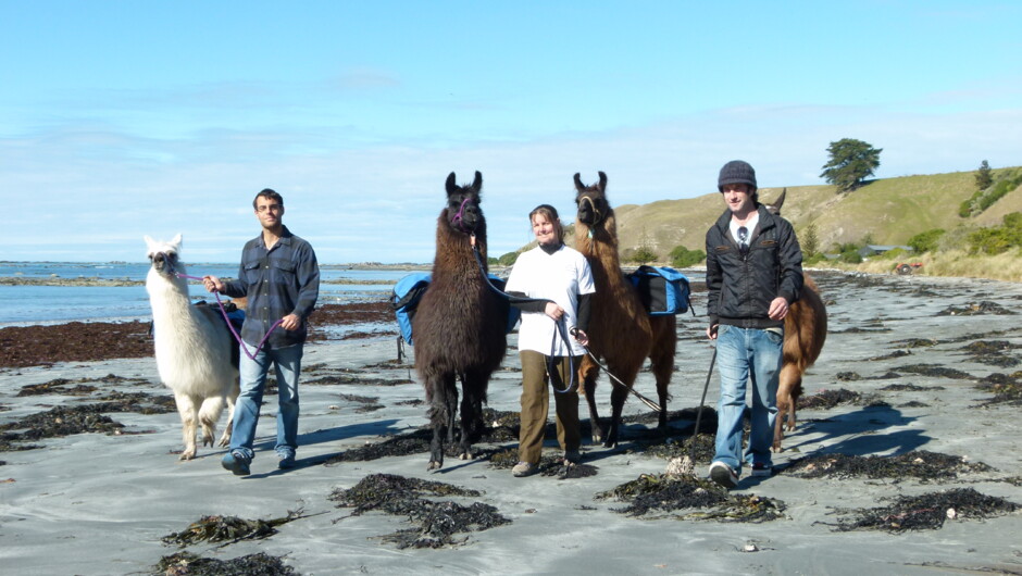 Beach walk - Half-day Llama Trek - Kaikoura Llama Trekking