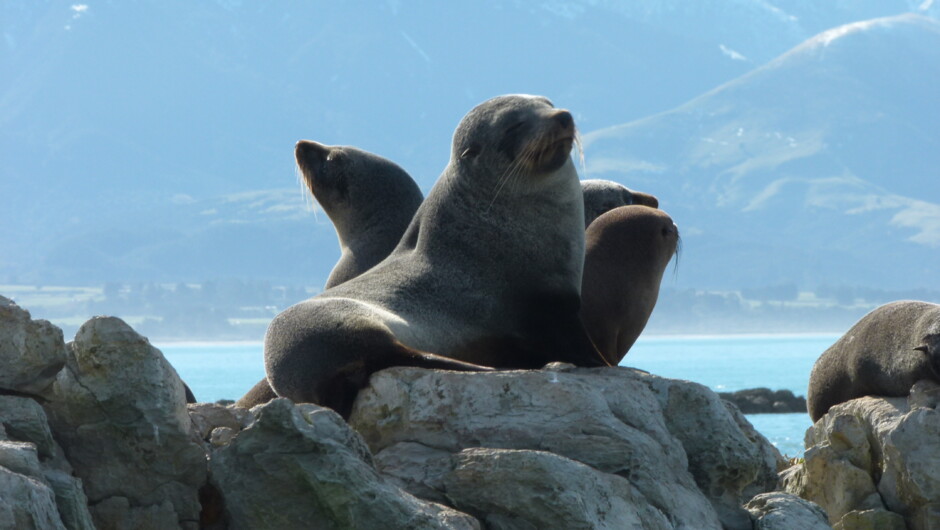 Visiting Kaikoura Peninsular Seal Colony - Half-day Llama Trek - Kaikoura Llama Trekking