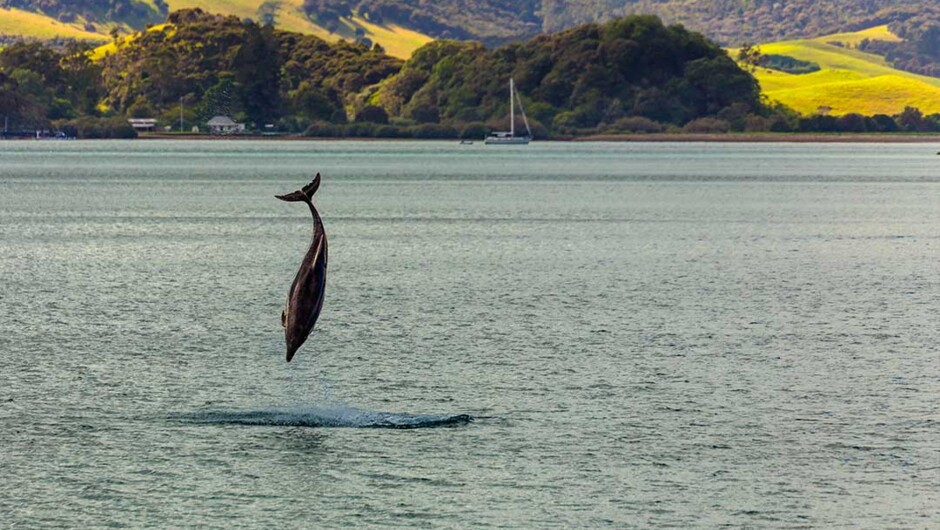 Dolphins, Bay of Islands