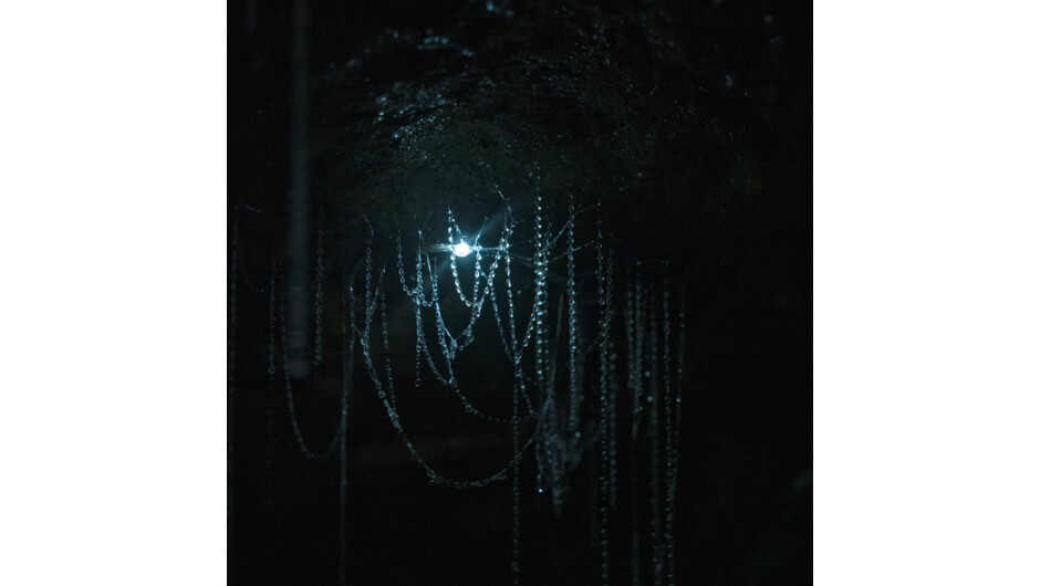 Glow Worm close up (time exposure) with webs hanging down inside Milky Way Cave on the guided tour.