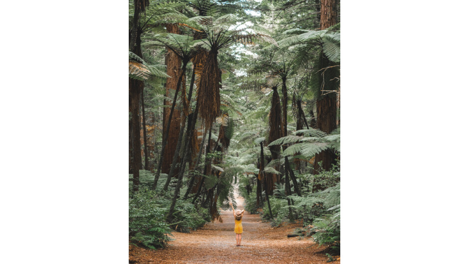 Redwood Forest