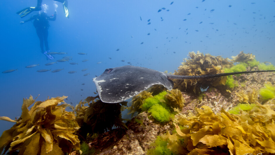 Sting Ray swimming over kelp forest next to divers.