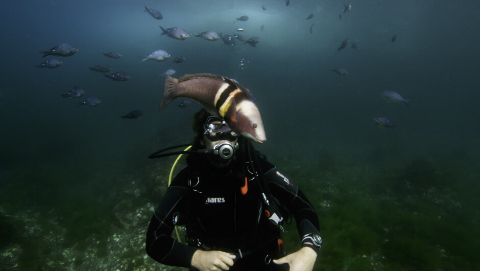 Sandaggers Wrasse swimming in front of divers, with a school behind.