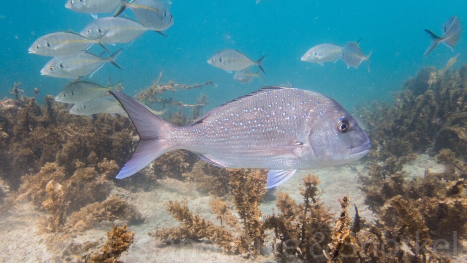 Snappers and Trevally.