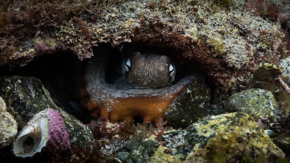 Octopus hiding in it's Grotto at Goat Island.