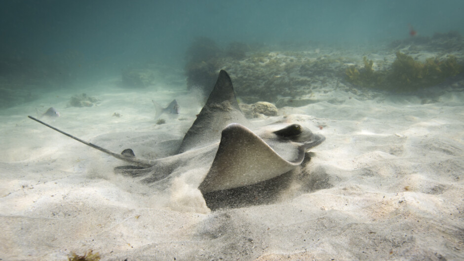 Eagle Ray take off.