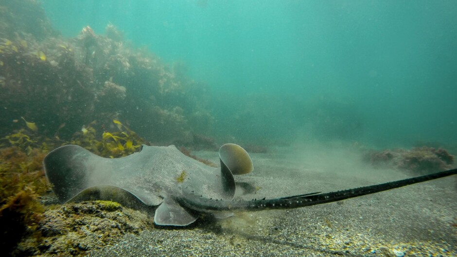 Sting Ray take off.