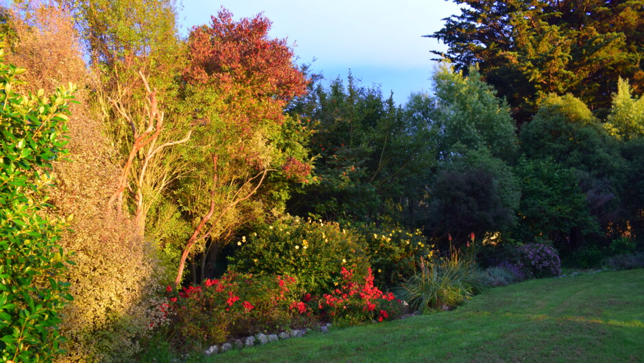 Garden border showing a variety of native and flowering plants.