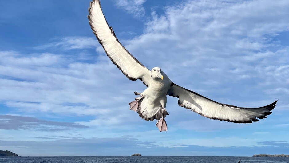 Mollymalk albatross