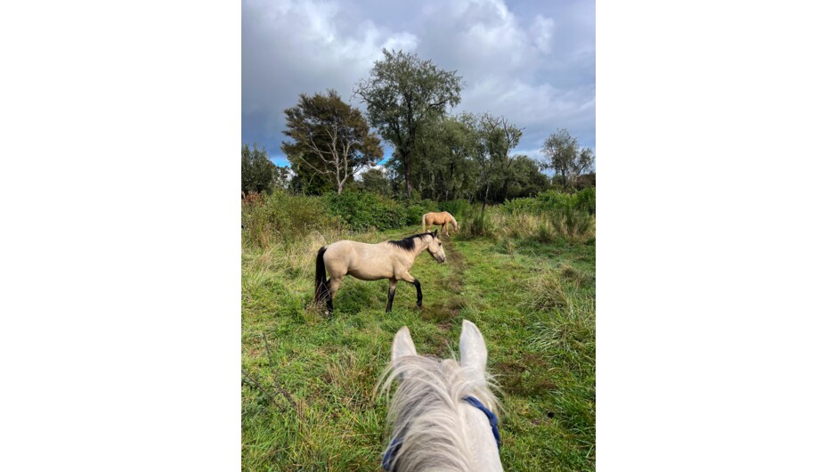 A couple of young colts out in the wild.