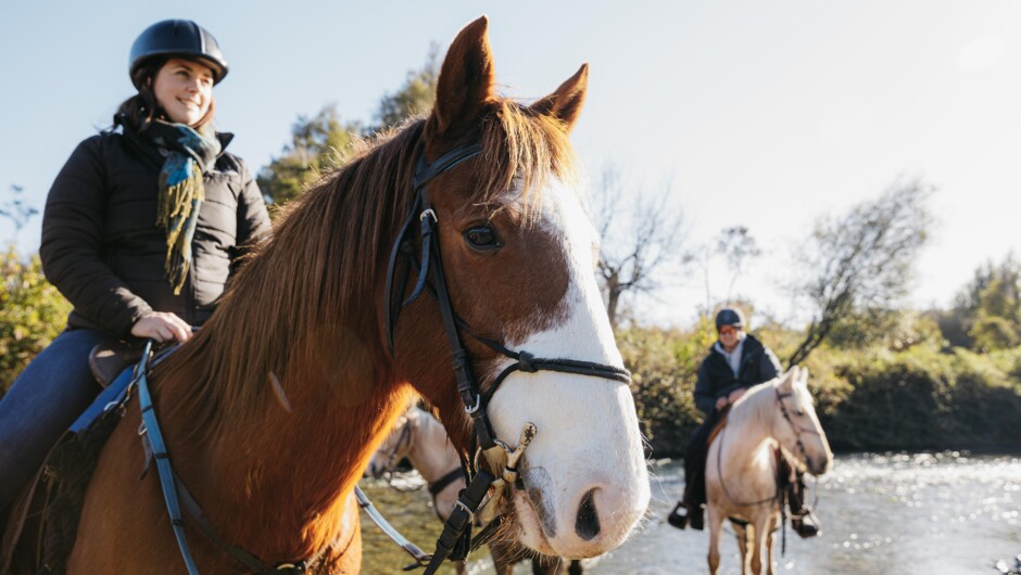 The horses enjoying a well-deserved break at the river.