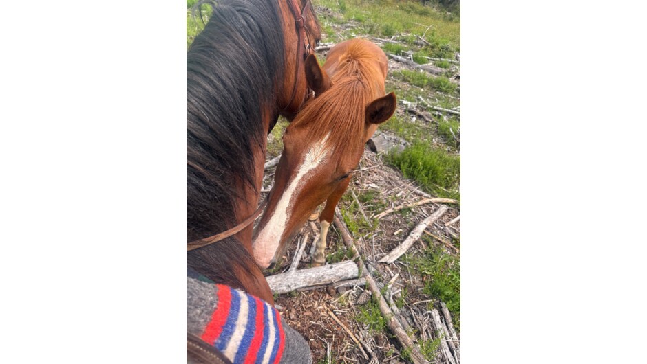 One of the curious wild horses stopping for a hello on our trek.