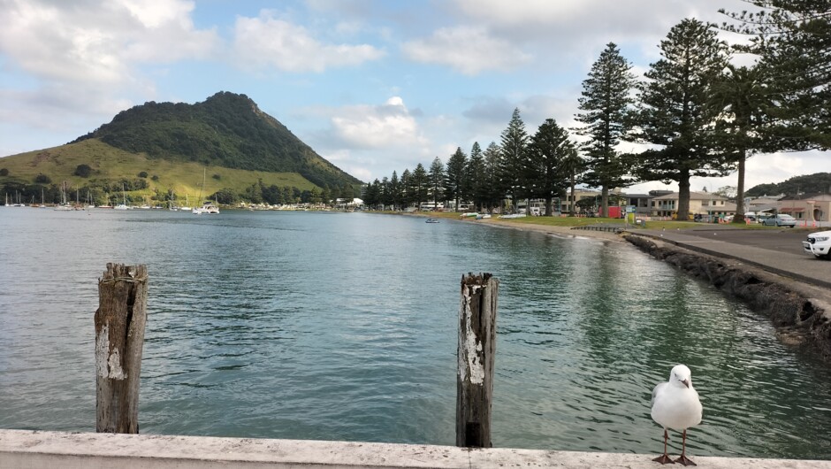 Mauao, our ancestral mountain.