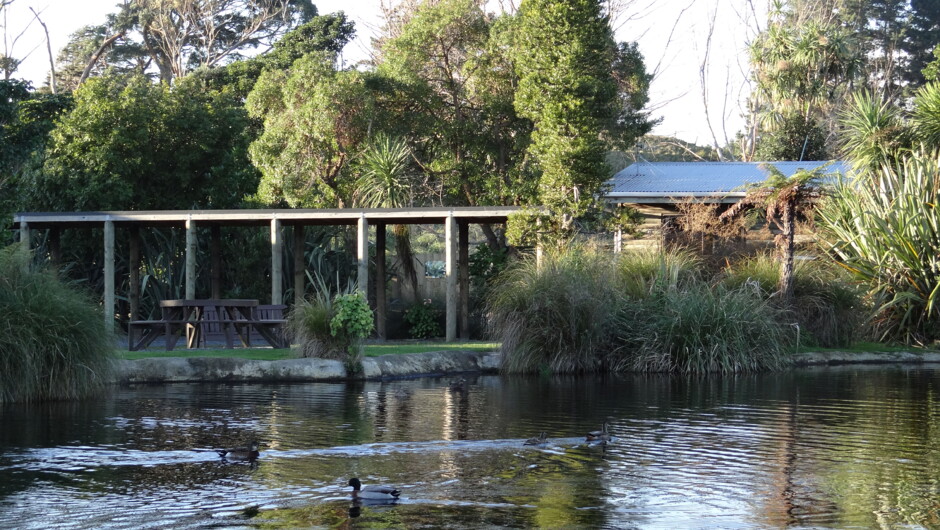 Ngā Manu Nature Reserve, Birds, Waikanae, Wellington, tours, native birds, reptiles, forest, swampland, things to do, accommodation, overnight tours, kiwi, kākā, kākāriki, kea, tuatara, kererū, morepork, kiwi night encounter, kiwi night tour, pāteke, page