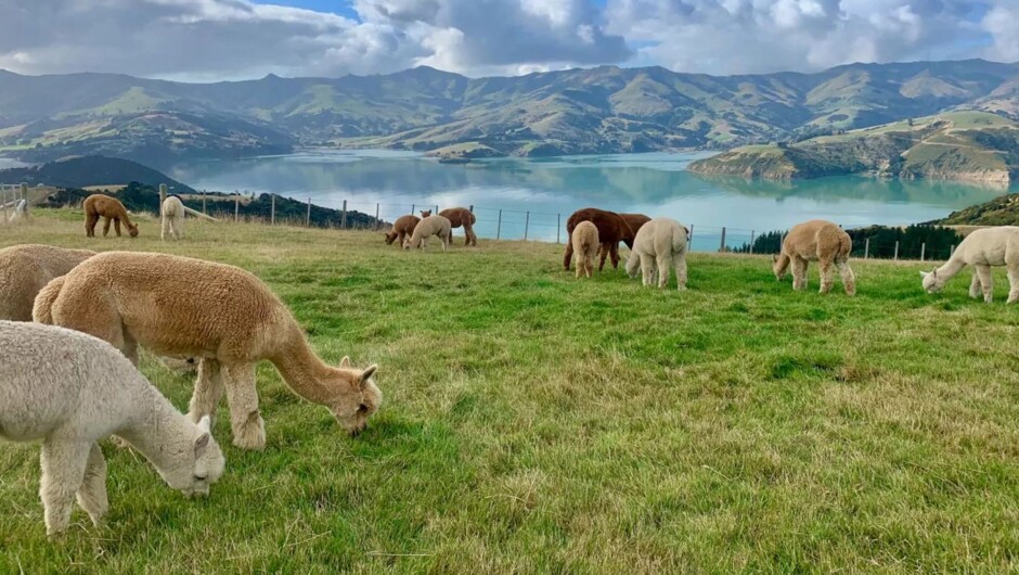 Akaroa alpaca farm