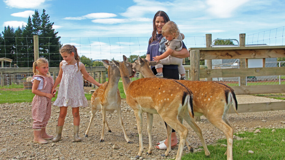 Get  right in with our cheeky fallow deer.  Just don't let them chew your clothes.