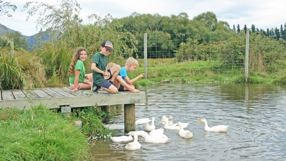 Don't miss feeding the ducks at our idylicc pond.