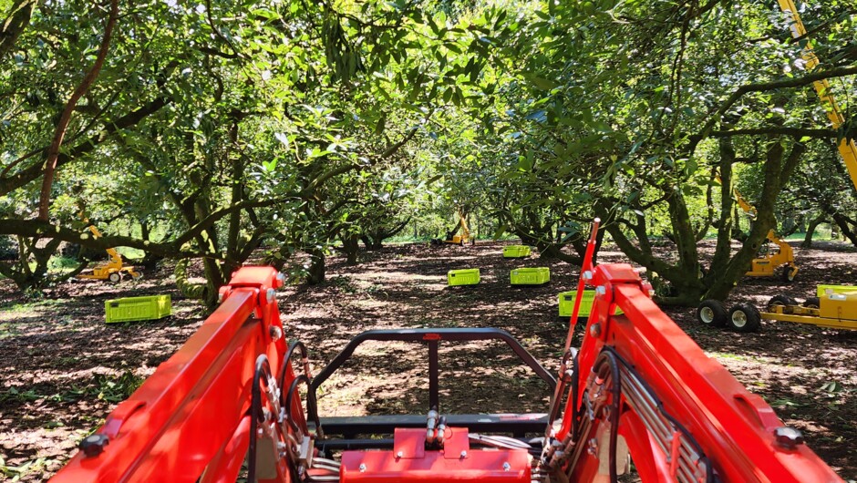 Harvest time