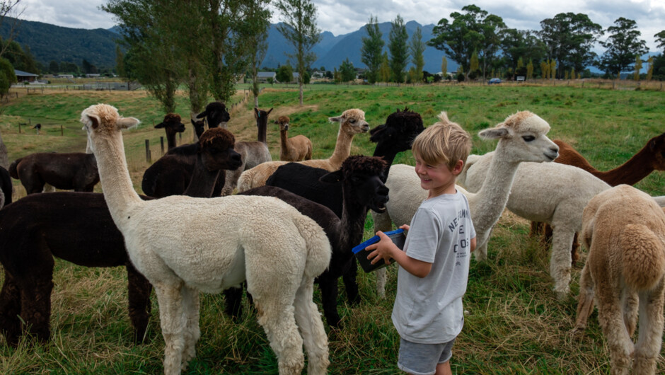 Heading out to feed the alpacas