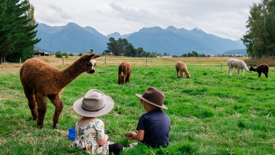 Chilling out on the farm with the alpacas