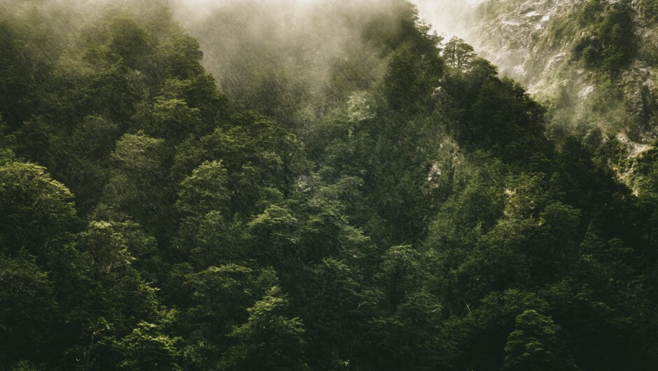 Fiordland Forest, Fiordland National Park