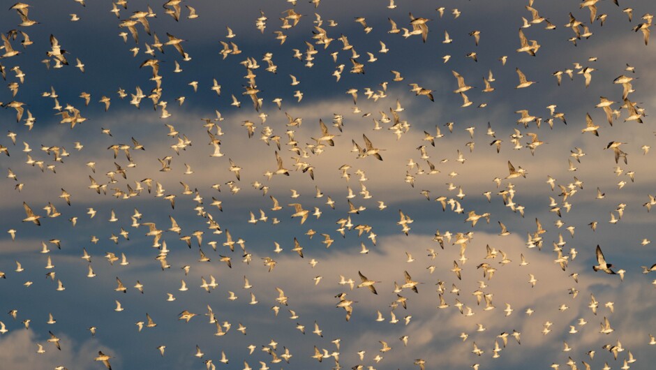 Flock at sunset