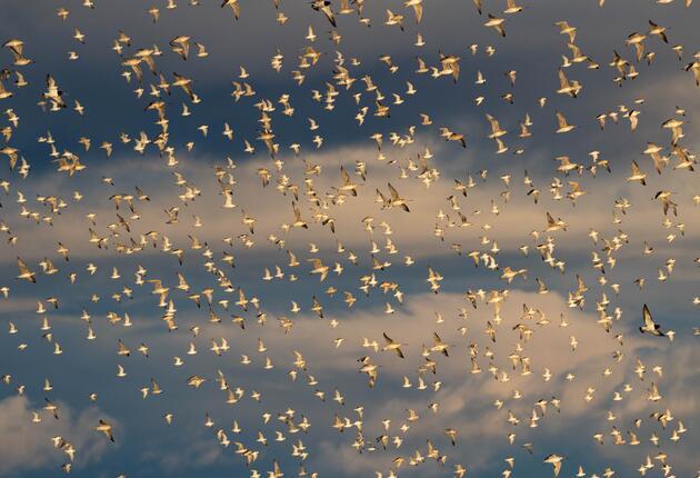 Watch thousands of shorebirds swirl in flocks over the beautiful coast and visit our centre to learn more about their fascinating world and epic migrations at this internationally significant site.