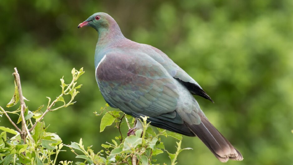 Kereru