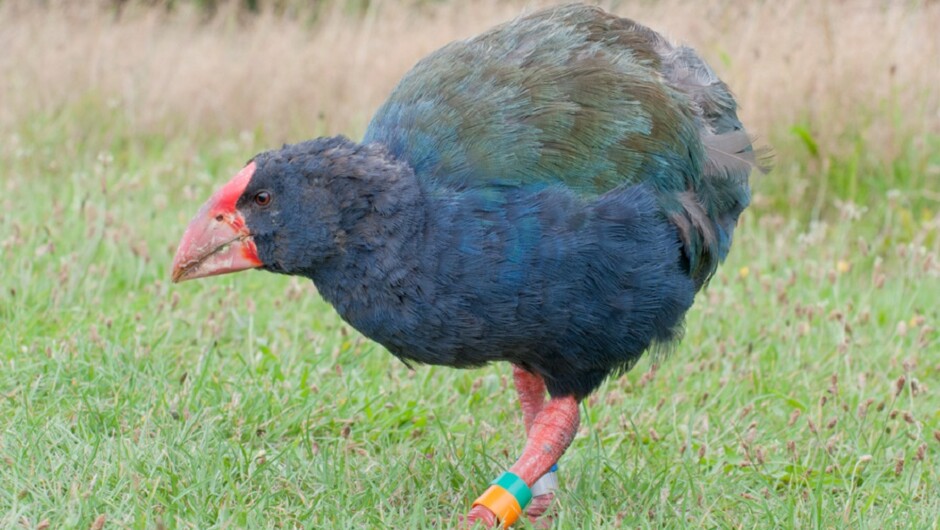 Takahē