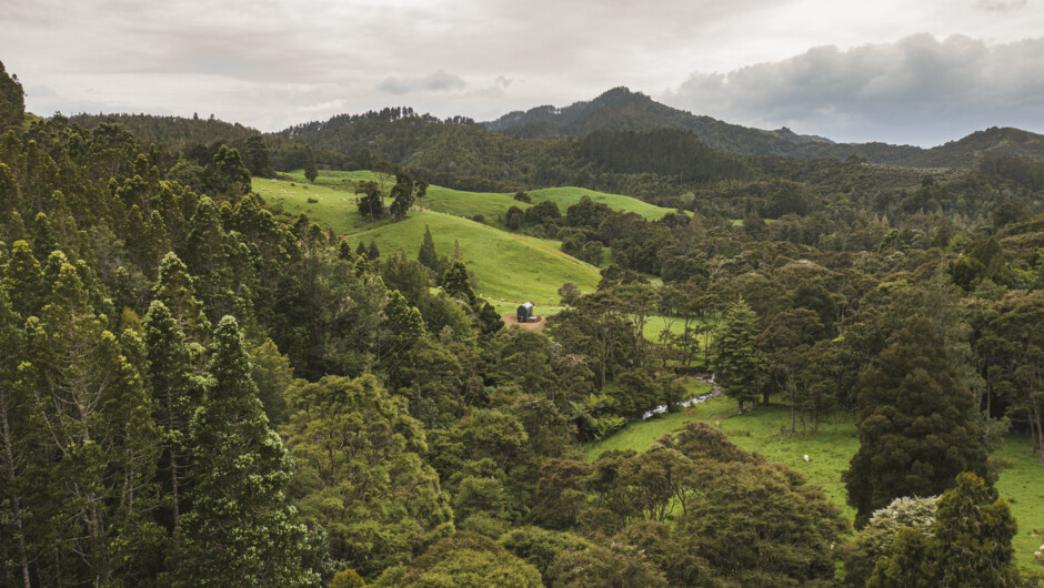 Dwarfed by Kauri guardians- Maia - Kawakawa Bay