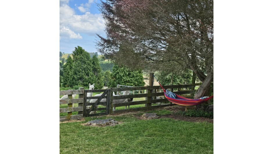 Sit back in the hammock and watch the sunset with the Alpacas