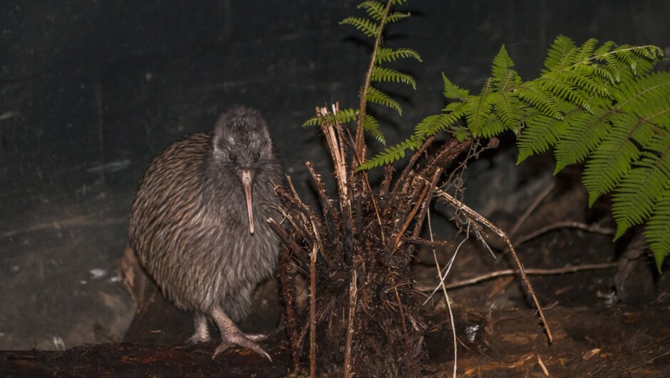 West Coast Wildlife Centre