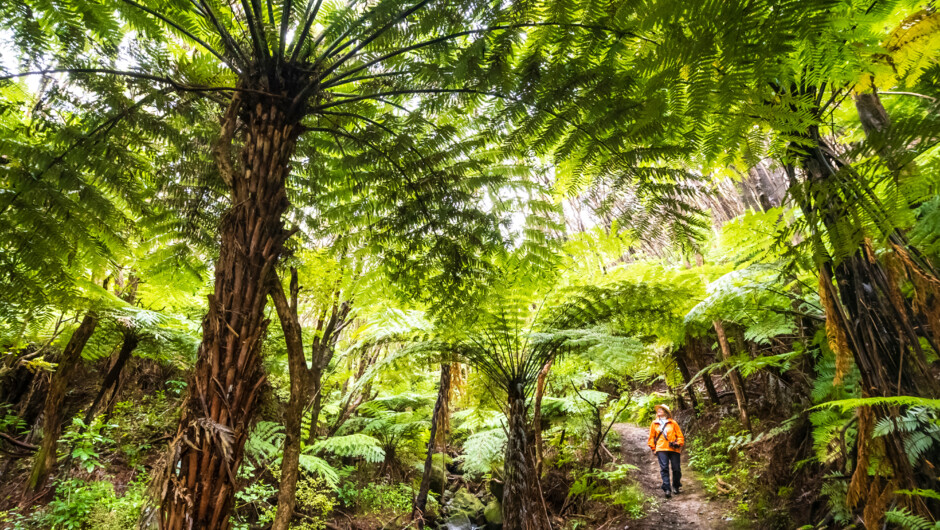 A guest hiking under giant Tree Ferns, Glenfern Sanctuary, Great Barrier Island, New Zealand.