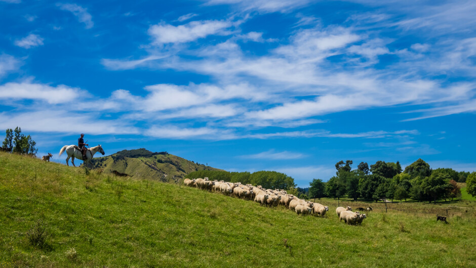 A local sheep farmer on a horse roundups sheep with their dogs in Gisborne, North Island, New Zealand.