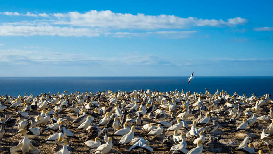 Australasian Gannet colony at Cape Kidnappers, Napier, New Zealand.