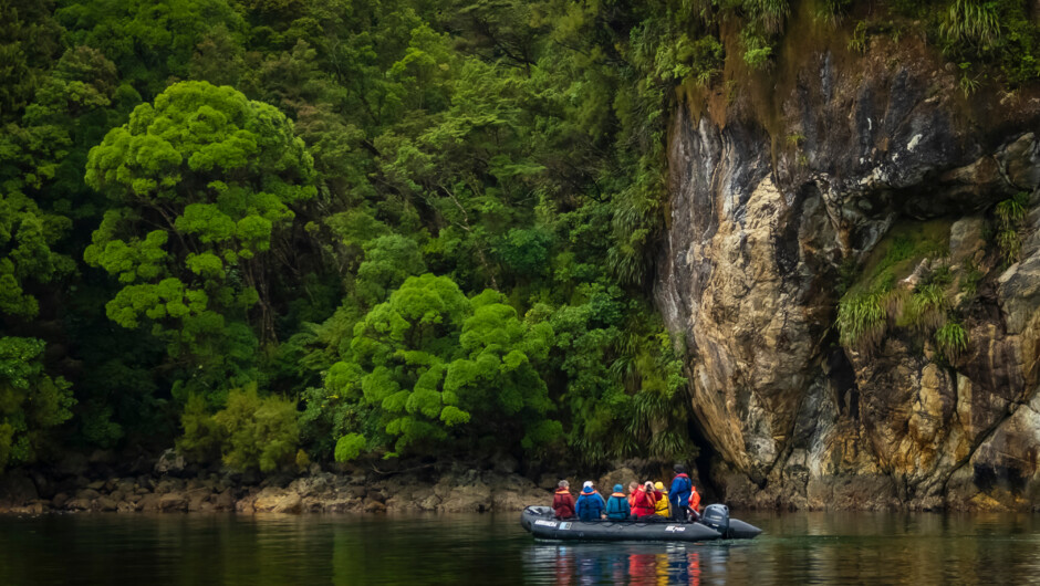 Guests on a zodiac cruise along rainforest coast, Dusky Sound, Fiordland National Park, South Pacific, New Zealand.