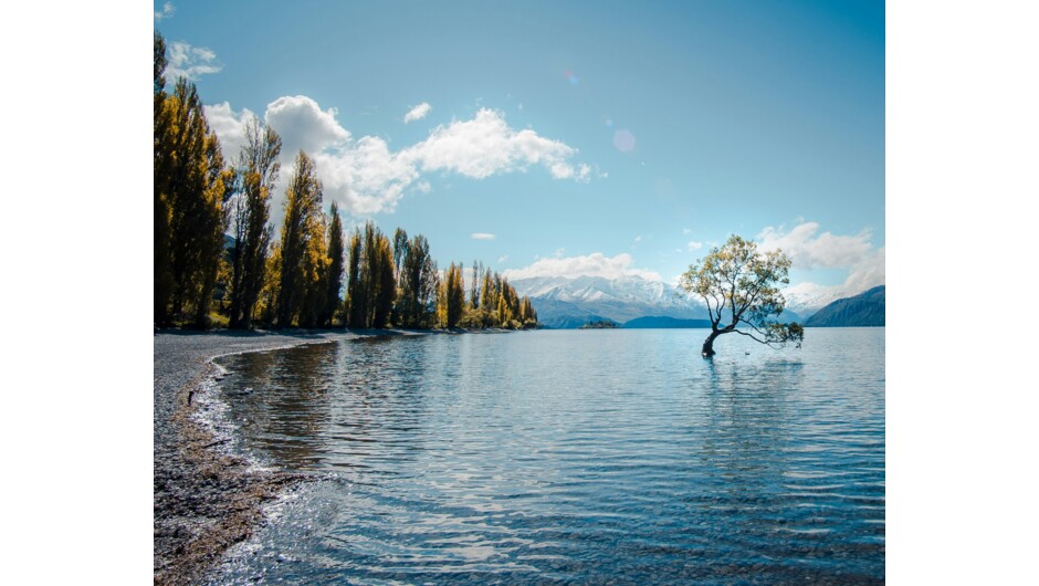 Overlooking the famous Wanaka tree in Lake Wanaka