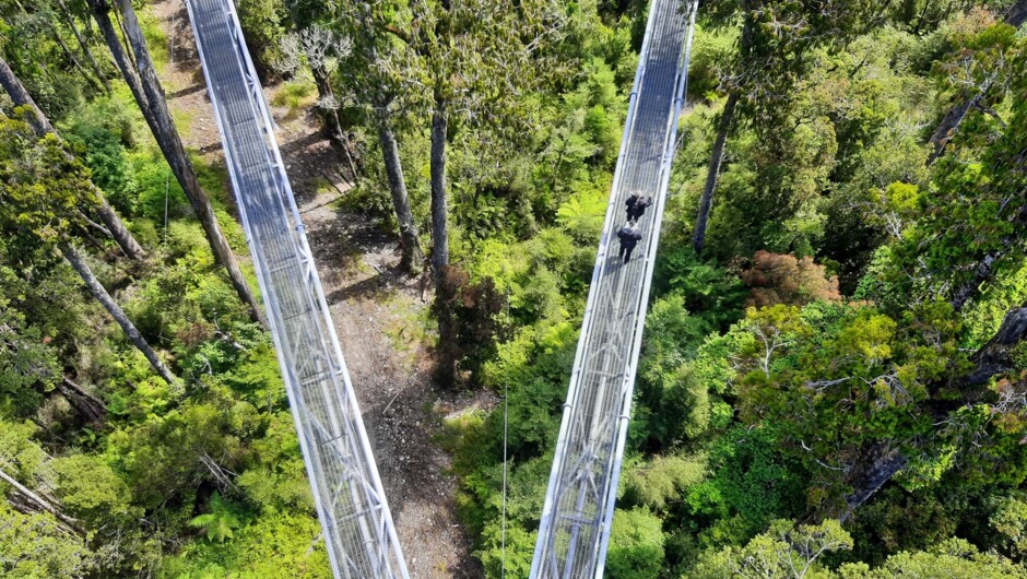 West Coast Treetops Walkway