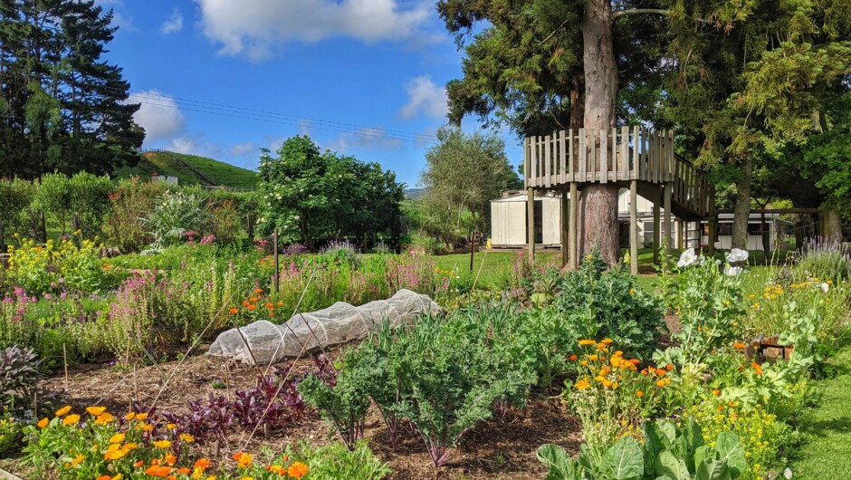 Organic kitchen veggie gardens