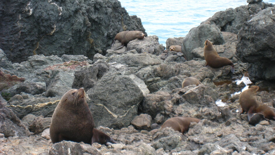 Seal colony