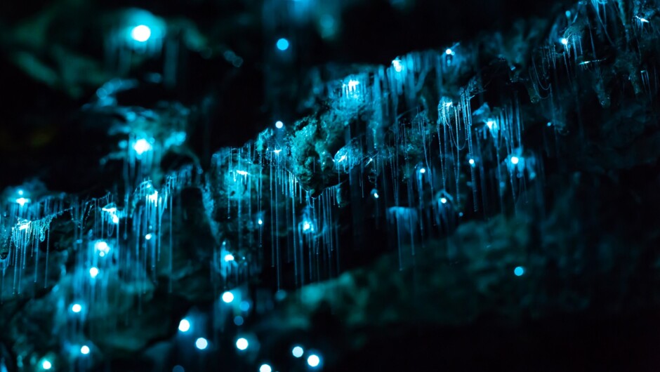 Glowworms