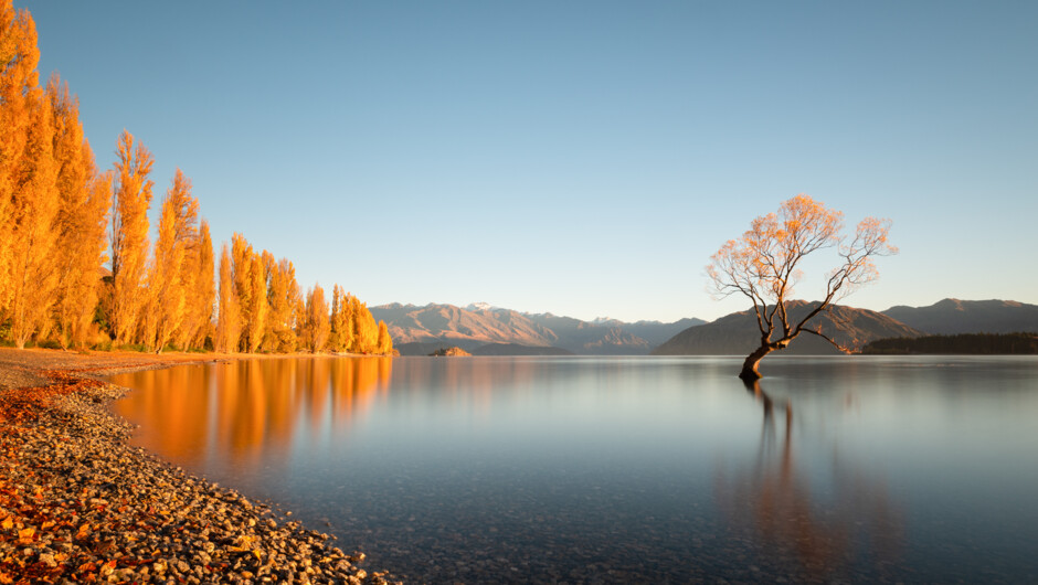 Wanaka Tree in Autumn