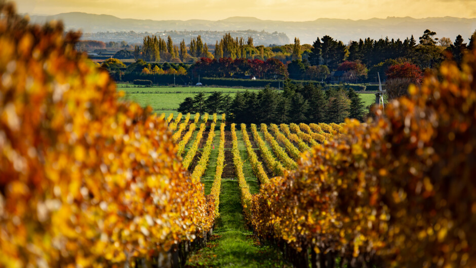 Autumn vineyards