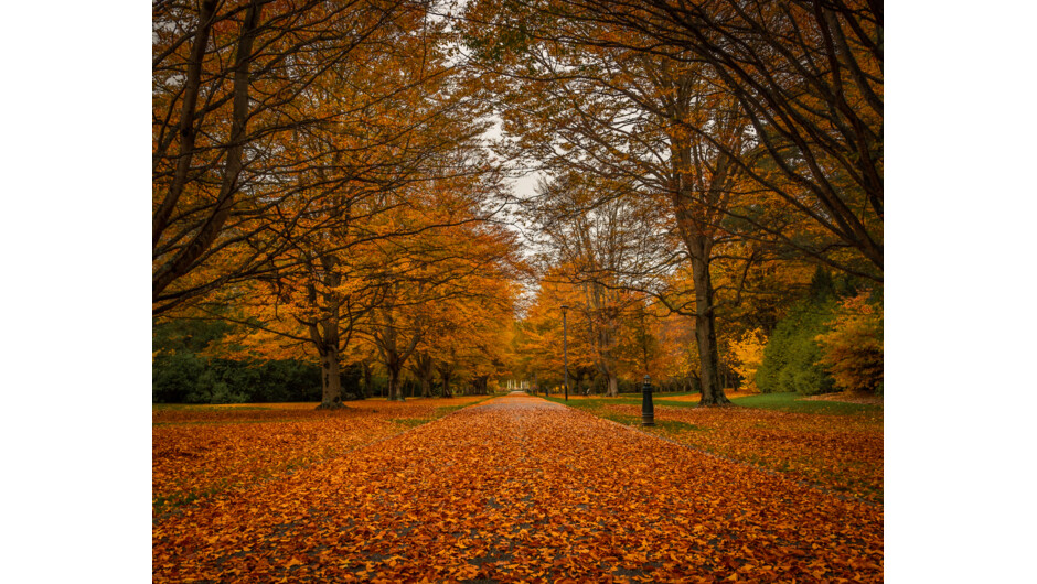 Autumn in New Zealand parks