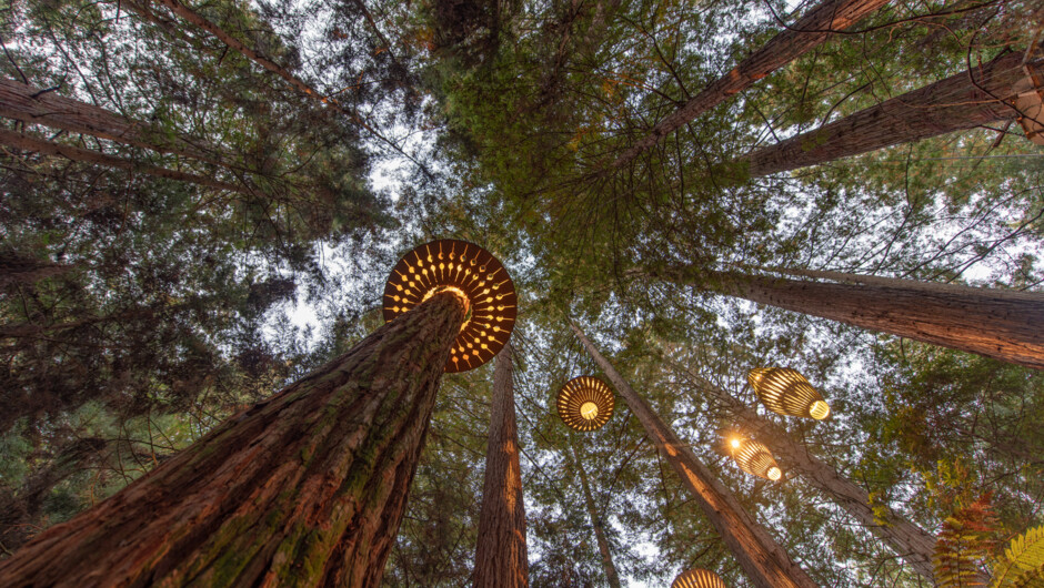Redwood Trees in Rotorua